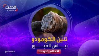 عالم غريب | ينبش قبور البشر!.. تنين الكومودو أكبر سحالي الكوكب