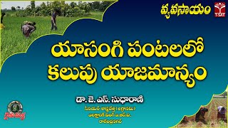🌾 రైతుమిత్ర  వ్యవసాయం | యాసంగి పంటలలో కలుపు యాజమాన్యం | డా. జె. ఎస్. సుధారాణి  | T-SAT