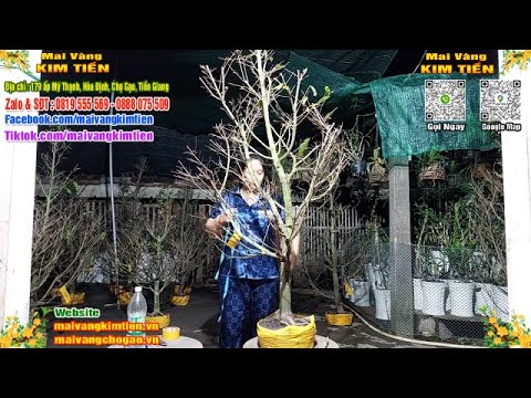 Phôi Mai Thủ Đức Giá Rẻ Bao Ship Bao Sống Toàn Quốc - Mai Vàng Kim Tiền Chợ Gạo