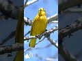 Красивое пение птиц в лесу под музыку | Birdsong #shorts