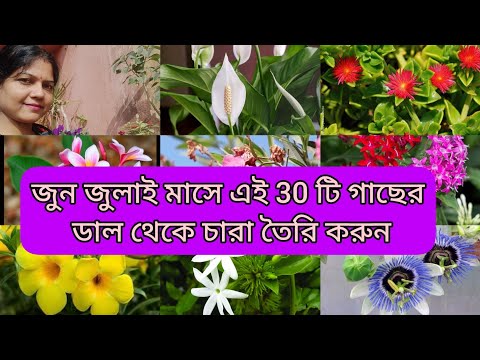 ভিডিও: কেন ফায়ারবল নিষিদ্ধ?