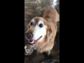 Dog reacts to her Cancer test results.