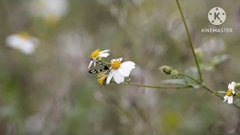 فجر الجمعة مسجد الرحمة الأردن، سورة السجدة والإنسان بصوت الشيخ عاطف عمار أبو أحمد