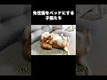 先住猫をベッドにする子猫たち #保護子猫