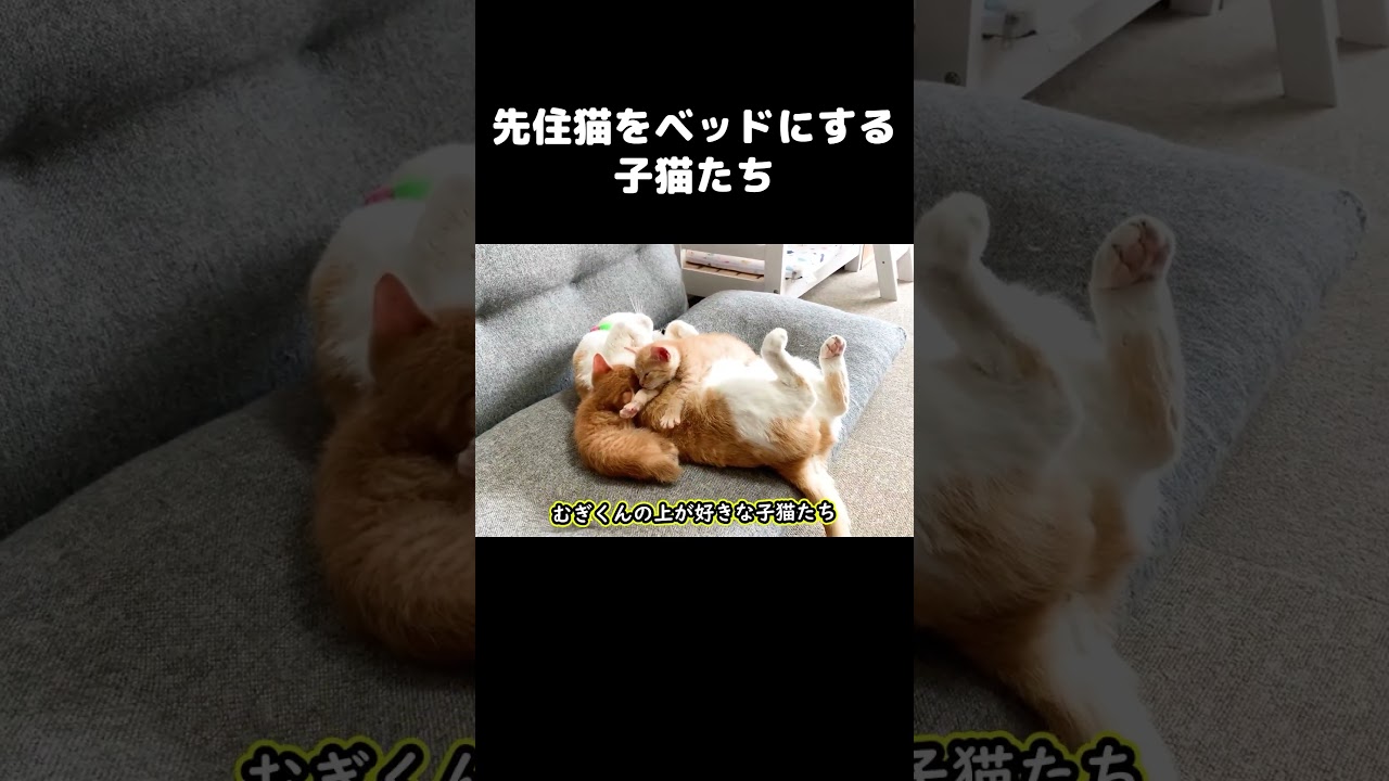 先住猫をベッドにする子猫たち #保護子猫