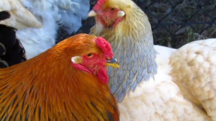 CHICKEN BREEDS - Two young Brahma BSO Roosters in the yard - AGROKOTA.GR 