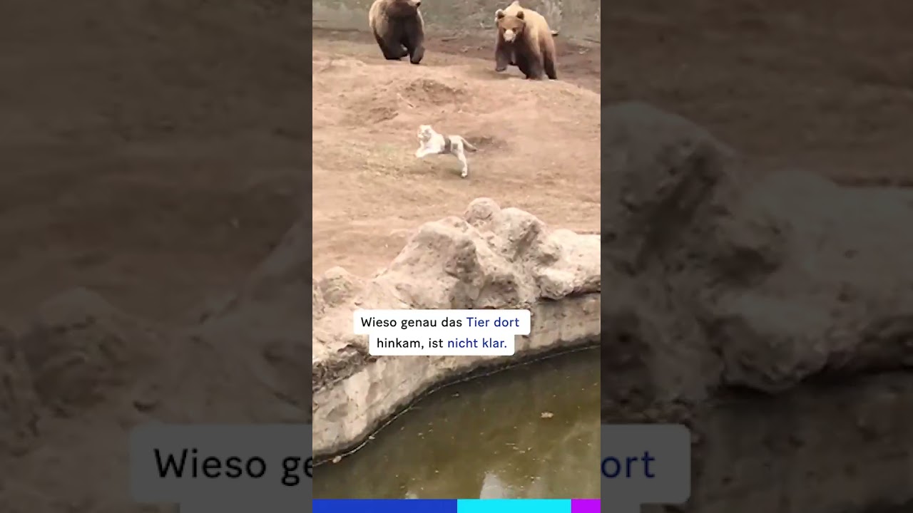 Für den Kater wirds brenzlig 🐻🐈 