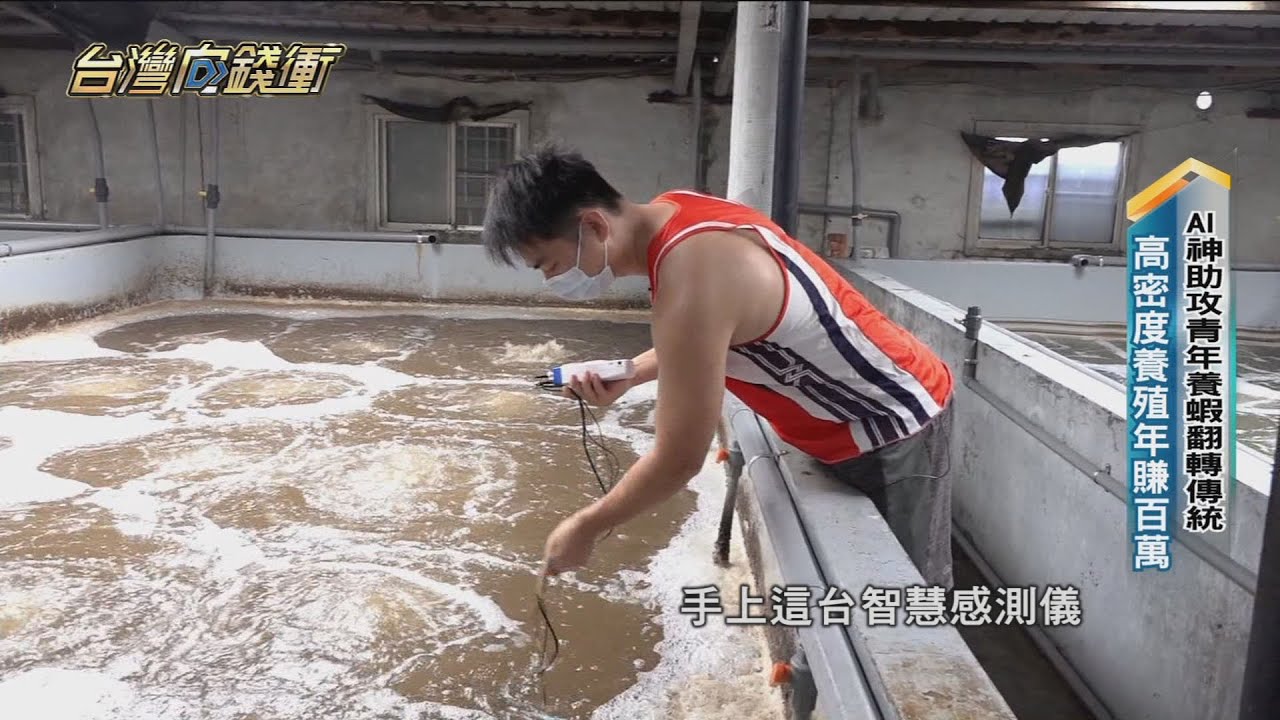 AI神助攻 青年養蝦翻轉傳統 