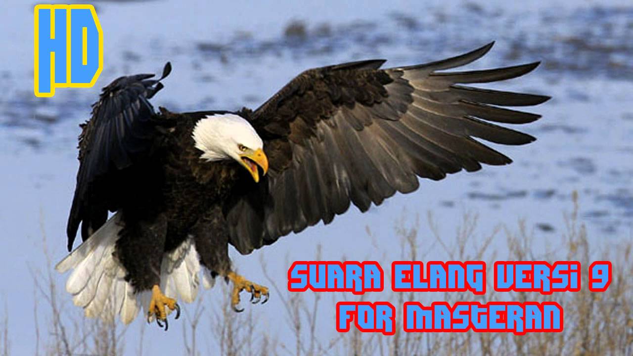 440+ Download Gambar Burung Elang Hitam HD Terbaru