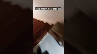 I Gave My Furry Friend A New Suit