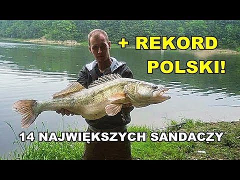 Wideo: Sandacz Polski