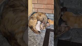 Long video of cat and kittens for cats and kittens to watch