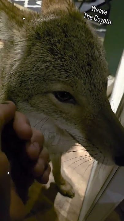 DANGER DOG!🐺 #weavethecoyote #coyote #cute #animals #animal #nature #wildlife #friends #love #life