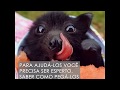 Storm, o morcego doméstico! | Animal Lovers - Kosmoo Português