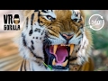 The Eye Of The Tiger VR Experience (360 Video)
