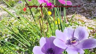 Anemone In Spring 