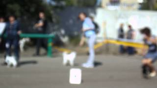 Выставка собак г. Саратов 20.09.14. Бест 9 группы. Той-пудель Выставка собак г. Саратов 20.09.14. Бест 9 группы. Той-пудель