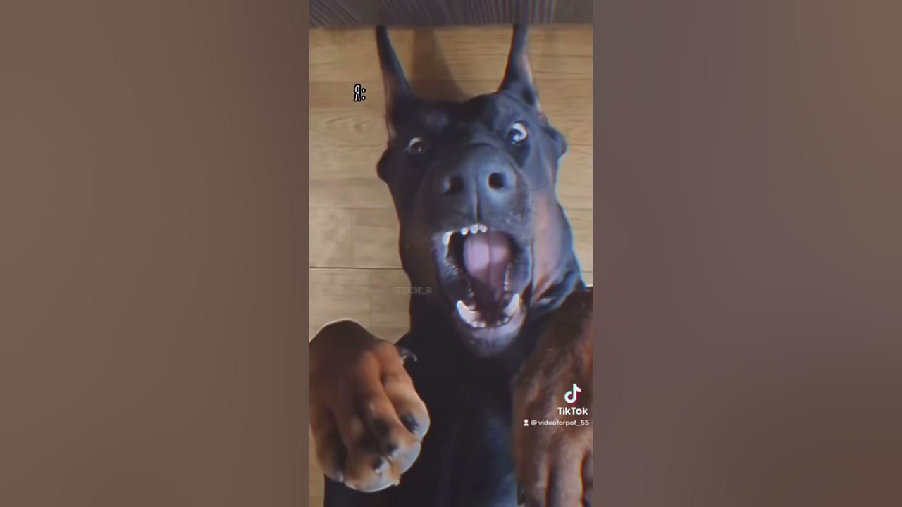 Доберман тик ток. Доберман из тик тока. Доберман тик ток. Статуя добермана. Доберман тик ток.