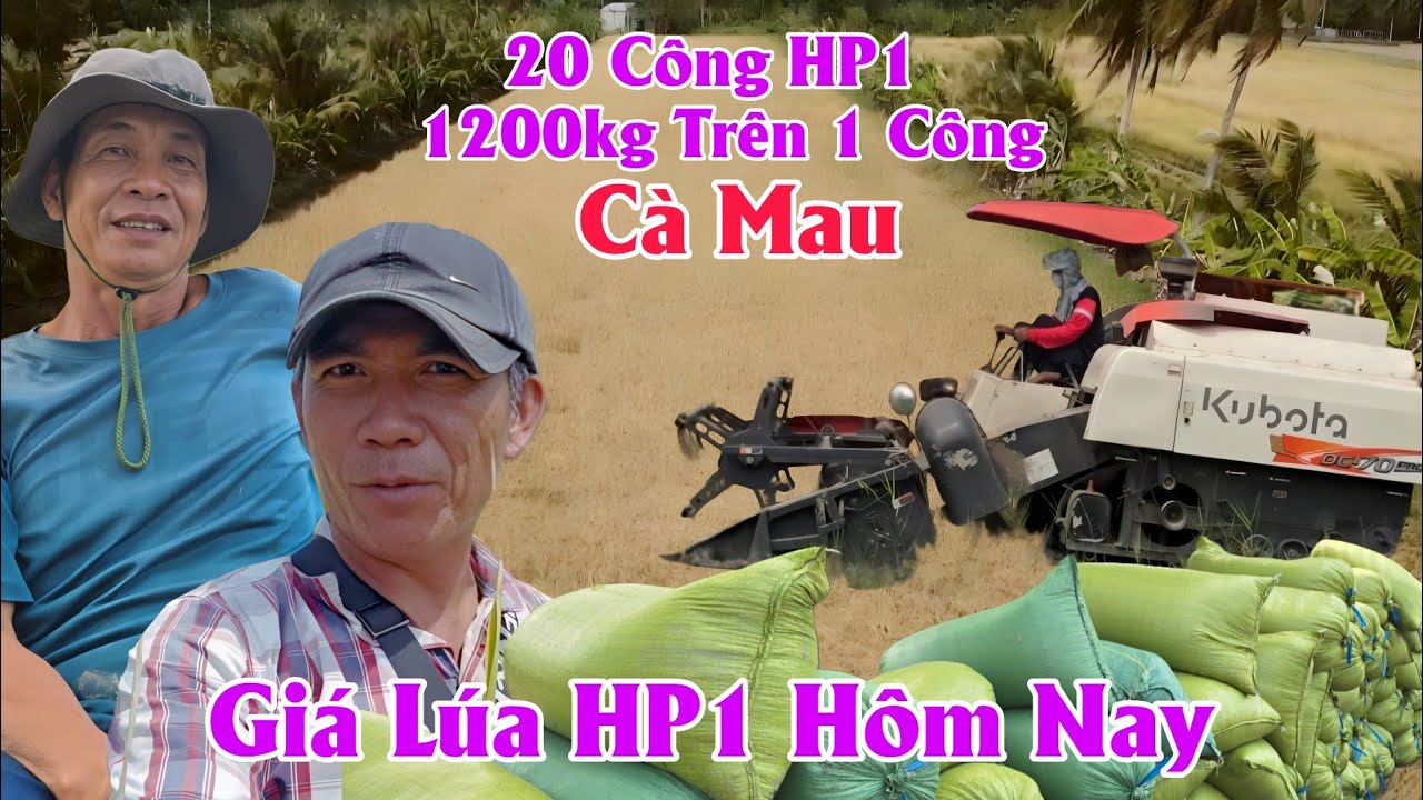 31/01 √  20 Công HP1 1200Kg Trên Một Công  √ Giá Lúa HP1 Hôm Nay Xả Đá Bạc Cà Mau #ngườicàmau