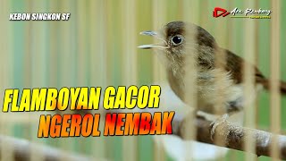 Masteran Flamboyan Gacor  | Ngerol Nembak