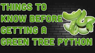 THINGS TO KNOW BEFORE GETTING A GREEN TREE PYTHON!!!