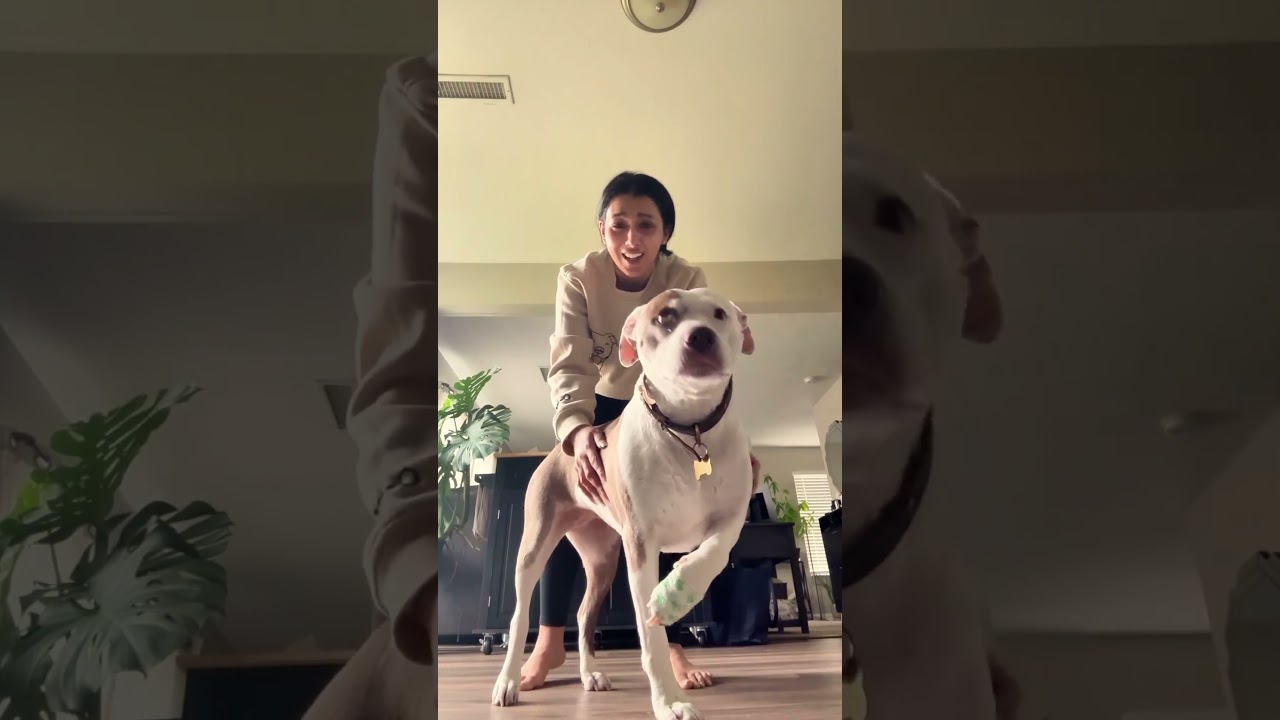 Funny dog #dog #funny #foryou #funnydog