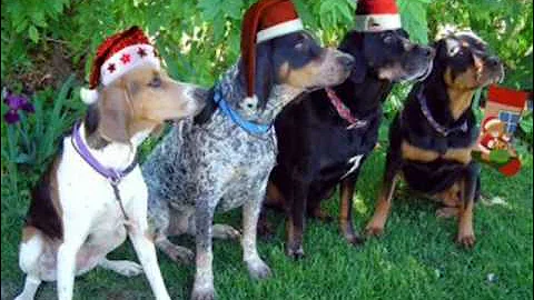 Barking Dogs - Jingle Bells