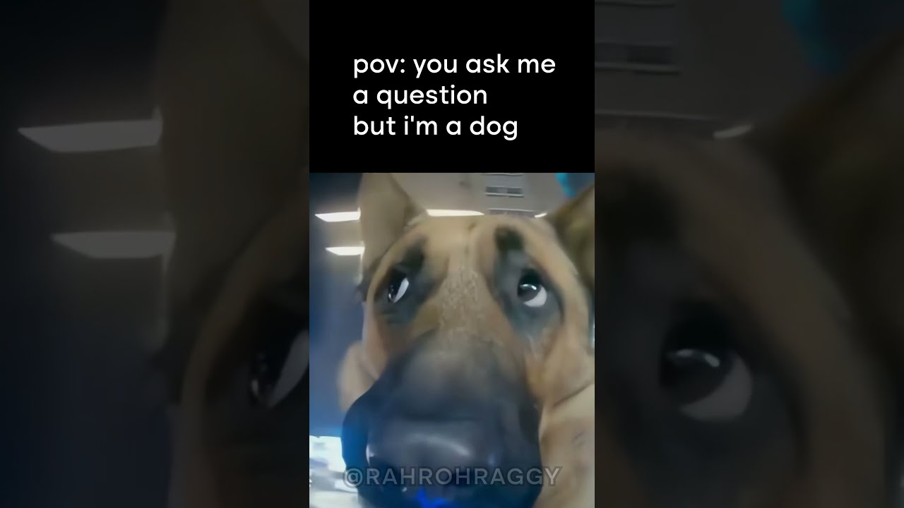 Pov You Ask Me A Question But I M Dog