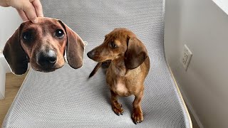 Mini dachshund reacts to himself