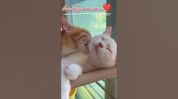 cat romance❤💏🌹 |cat love ❤#funny #cat #cats #catlover #shorts