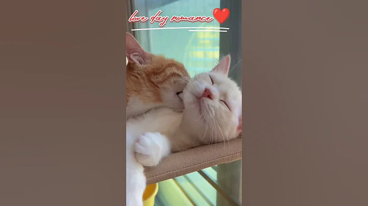 cat romance❤💏🌹 |cat love ❤#funny #cat #cats #catlover #shorts