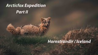 Arctic Fox Expedition to Hornvik - Part 02 | Finding Den With Fox in Iceland!