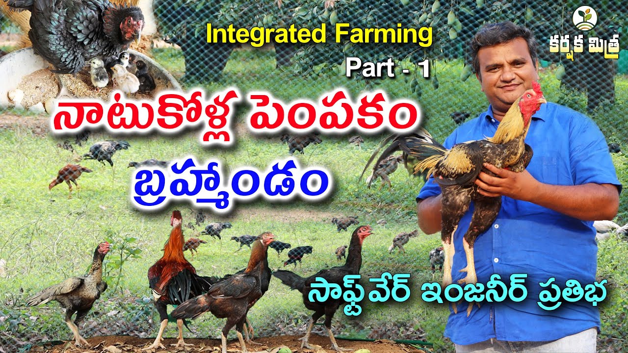 నాటు కోళ్ల పెంపకంతో విజయపథంలో సాఫ్ట్ వేర్ ఇంజనీర్ || Free Range Country Chicken || Karshaka Mitra