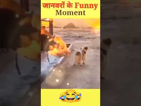 Funniest Cats and