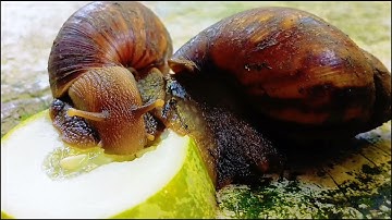 Time-Lapse Tiny Feast: A Snail