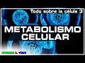 Metabolismo celular - anabolismo y catabolismo |Todo sobre la Célula 3| Biología