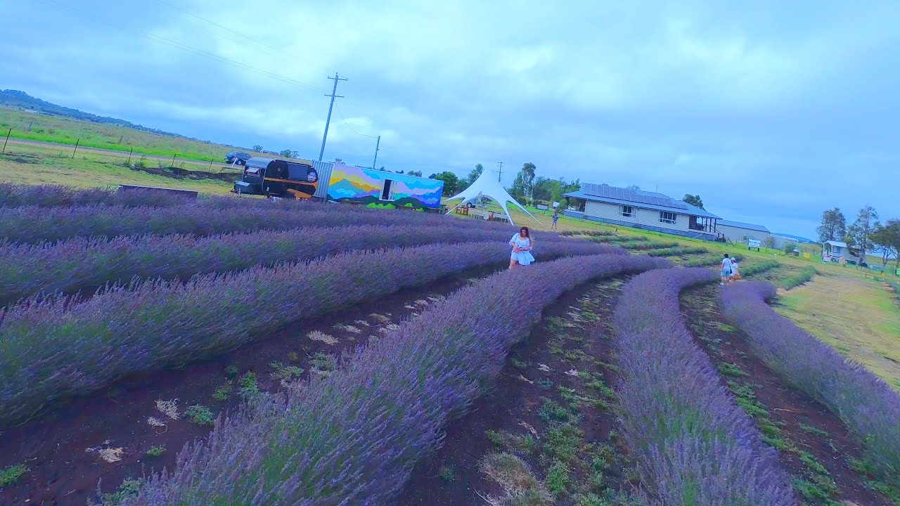 Purple Hues of Windy Acres Farm