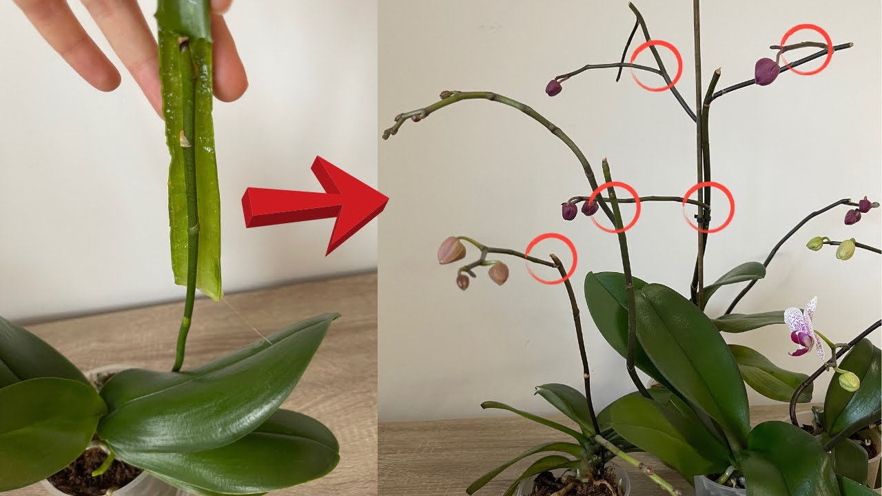 Spread This For Orchids To Produce Abundant Branches/Orchids Branch From  Node/Orchids With Aloe 