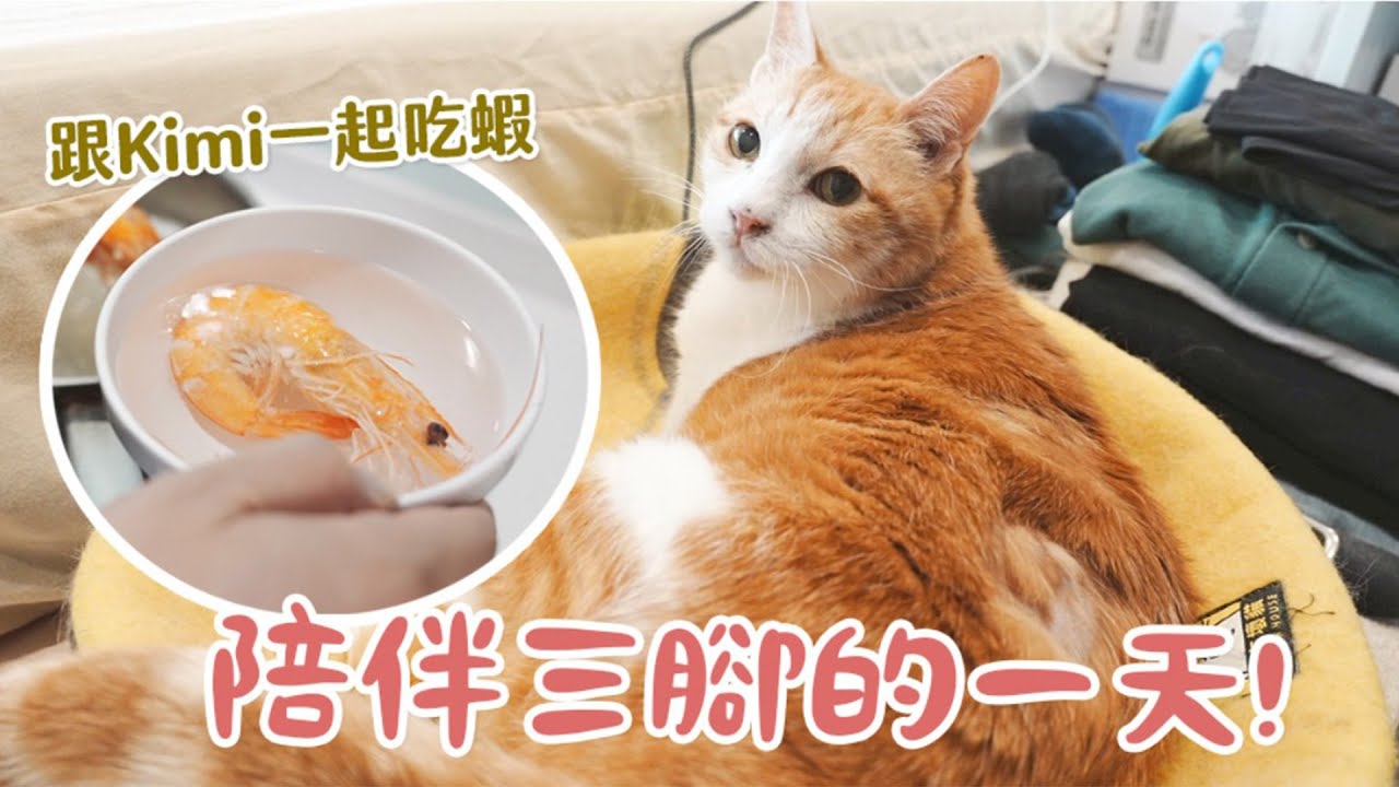 【黃阿瑪的後宮生活】陪伴三腳的一天！跟Kimi一起吃蝦！