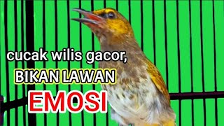 Burung rengganis gacor/cucak wilis gacor, pancingan cucak wilis cepet nyaut