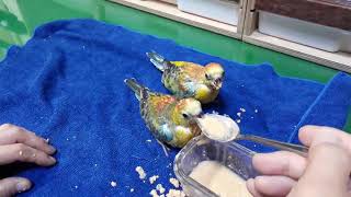 앵무새 이유식/hand feeding