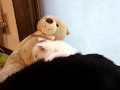 こねこ　ばあちゃん猫と寝る