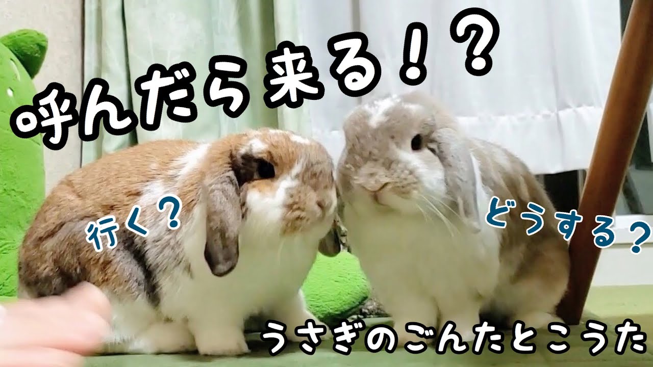 なつくウサギ 本当に飼い主が呼んだら来てくれるの 358 Youtube