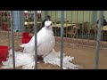 Pigeons / Tauben / Мои голуби / Germany /26.11. 2017 / Выставка голубей : Cloppenburg 7