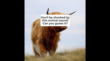 Which Animal Is That? 3-Sound Quiz Fun | Zoo In The Car