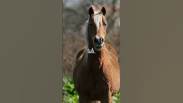 Horse Communication and Speed: Fascinating Insights in 60 Seconds!