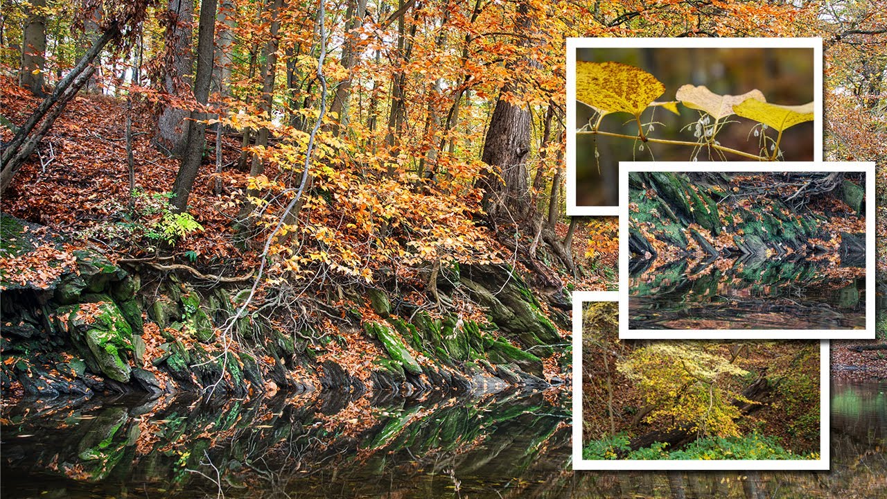 Autumn at the Haverford Reserve - YouTube