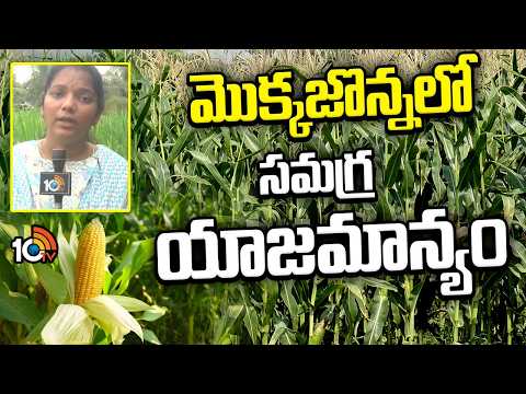 Integrated Crop Management In Maize | మొక్కజొన్నలో సమగ్ర యాజమాన్యం | Matti Manishi | 10TV - 10TVNEWSTELUGU