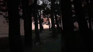 Beautiful sunset between the trees🔥🌅 #shorts #short #Slowed_Bass7