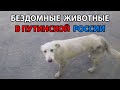 Бездомные животные в Путинской России / Homeless Animals in Putin&#39;s Russia (English subtitles)